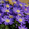 Анемона (Ветреница) Blanda Blue Shades