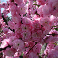 Вишня Железистая Rosea Plena