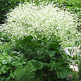 Катран (Хрен татарский) сердцелистный Lily white