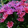 Левизия длиннолепестковая Plum Левизия длиннолепестковая Plum