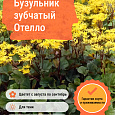 Бузульник зубчатый Отелло