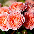 Роза Патио Flower Power Роза Патио Flower Power