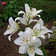 Лилия ЛА-Гибрид Брайт Даймонд
