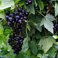 Смородина черная Белорусская сладкая