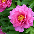Пион ИТО Pink Double Dandy Пион ИТО Pink Double Dandy