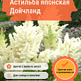 Астильба японская Дойчланд
