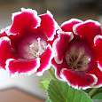 Глоксиния Импресс Ред Пикоти