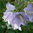 Колокольчик (Кампанула) пирамидальный Lavender Blue