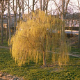 Ива золотоволосистая Chrysocoma