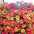Калибрахоа Chameleon Sunshine Berry Калибрахоа Chameleon Sunshine Berry