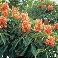 Каштан конский pavia var. discolor
