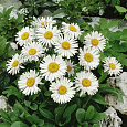 Астра альпийская White