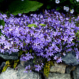 Колокольчик (Кампанула) пирамидальный Lavender Blue