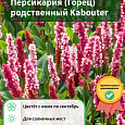 Персикария (Горец) родственный Kabouter