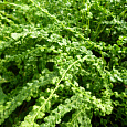 Кочедыжник (Папоротник) женский Frizelliae