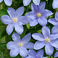 Клематис (Ломонос) гибридный Blue Pillar Клематис (Ломонос) гибридный Blue Pillar