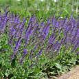 Сальвия дубравная Блаукенигин Сальвия дубравная Блаукенигин