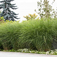 Мискантус китайский Грациллимус
