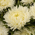 Астра китайская Леди Коралл Кремово-Белая