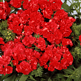 Флокс друммонда Промис красный Флокс друммонда Промис красный