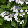 Гортензия крупнолистная Lanarth White Гортензия крупнолистная Lanarth White