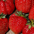 Земляника (Клубника) садовая Зенит