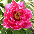 Пион древовидный Пинк Ред Пион древовидный Пинк Ред